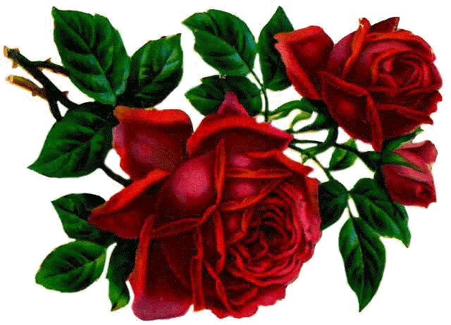 RedRose